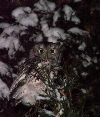 Night Owl