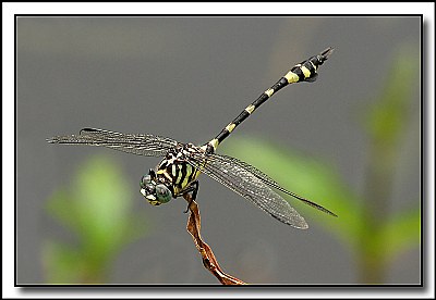Dragonfly.