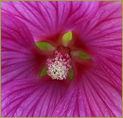 Pink Center