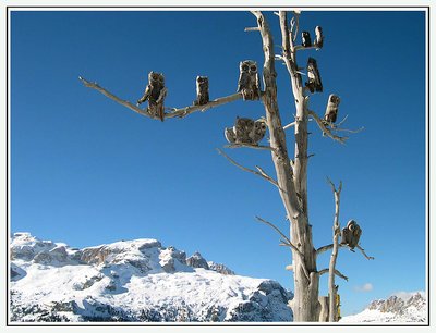 Val Badia - L'albero delle civette