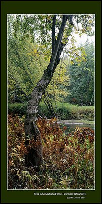 Tree Amid Autumn Ferns - Vermont (9/2001)