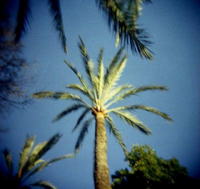 Palms