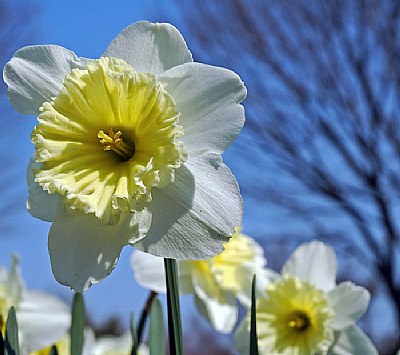 Daffodil in the morning