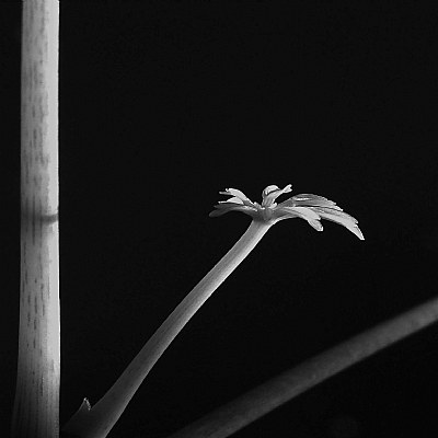 sprout(bw)