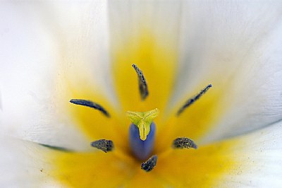 White Tulip i