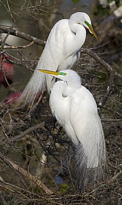 Great Egret Mated Pair