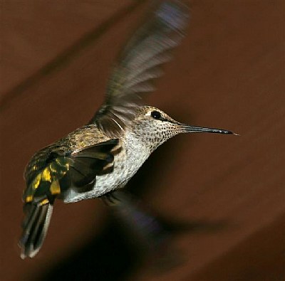 Anna Hummingbird "Queenie"