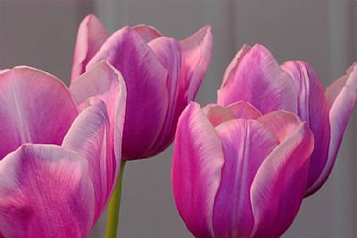 Easter Flora