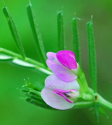 A Tiny Wildflower