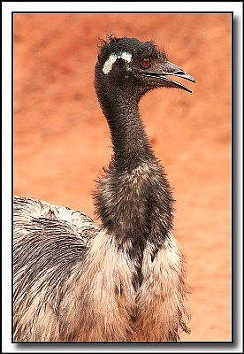 Australian Emu.