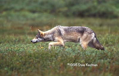 Big Dog hunts ground squirrels