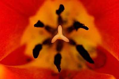 Red Tulip i