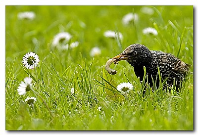 sturnus vulgaris