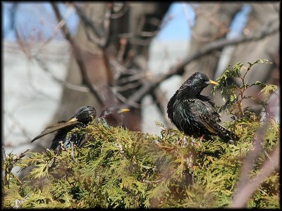 European Starlings
