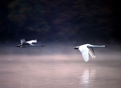 In morning mist