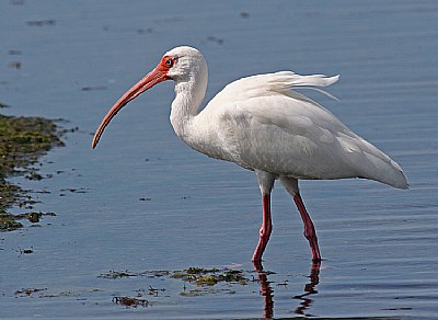 Dwellers of the Wetlands