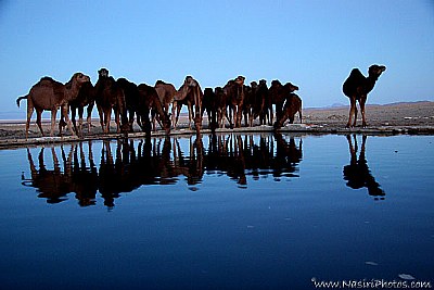 Thirsty Camels