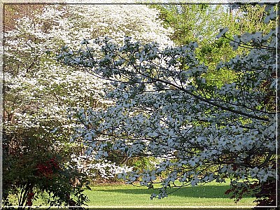 White Dogwoods