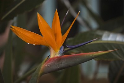 Bird of Paradise