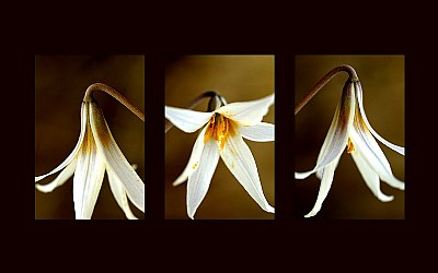 Trout Lilies