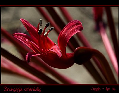 Brunsvigia orientalis