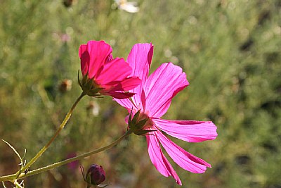 Cosmos al viento