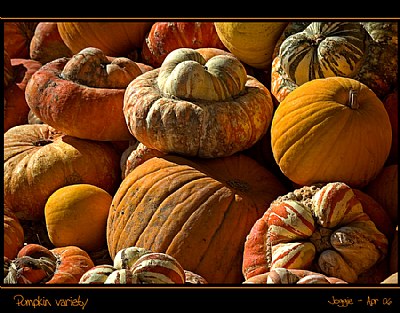 Pumpkin variety