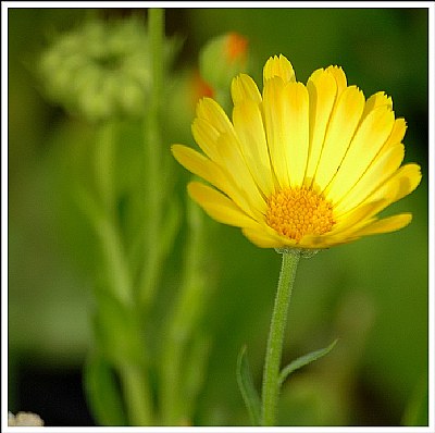 Yellow Flower