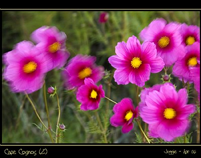 Cape Cosmos (2)