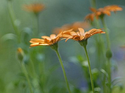 Orange Flower