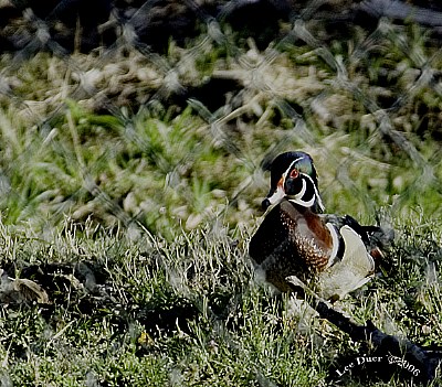 Mr. Wood Duck