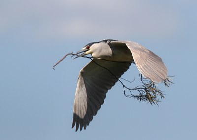 Nest Building