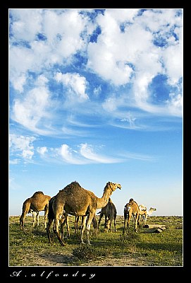 Kuwait Camels