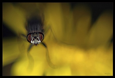 artistic fly