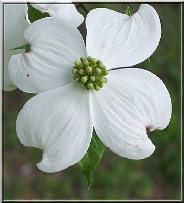 Dogwood