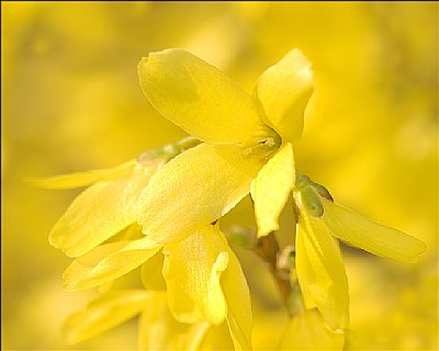 Forsythia