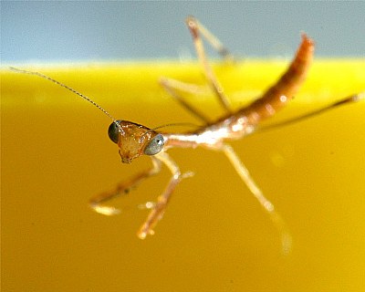 Mildred the Mantid