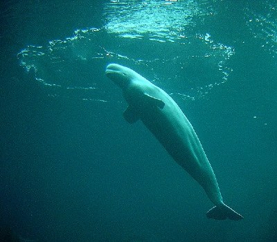 Beluga Whale