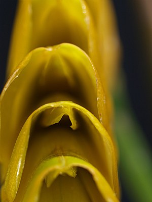 Yellow Petal