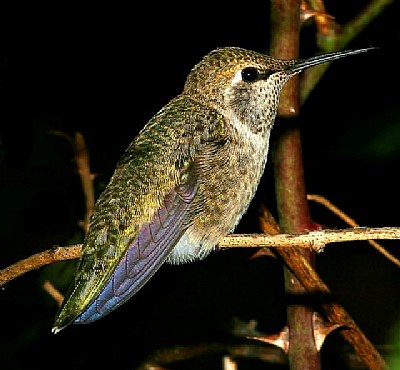 Anna's Hummingbird "Queenie"