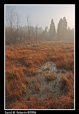 A fog perspective