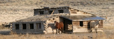 Old Building Old Horses