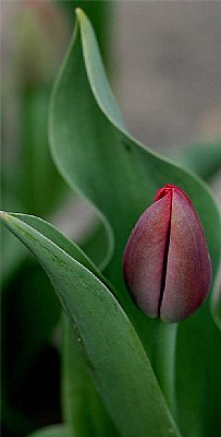 tall tulip