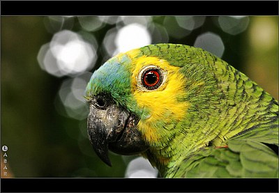 Brazilian Parrot