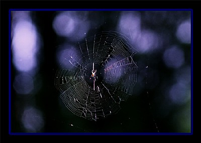 The web