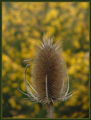 Teasel and Gorse