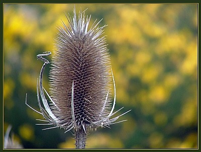 Teasel and Gorse II