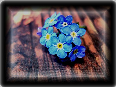 Forget-me-not