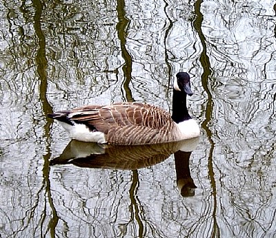 mirror mirror on the pond