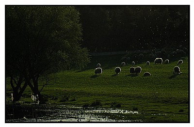 Sheeps and light